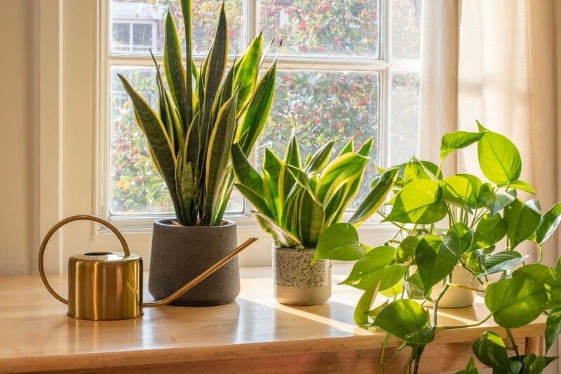 パンサー尾形 観葉植物まみれの自宅を妻が紹介！株分け中の「モンステラ」や開花した「エバーフレッシュ」に「センス最高！」「共感」「素敵なお家に植物が合いますね」と反響。