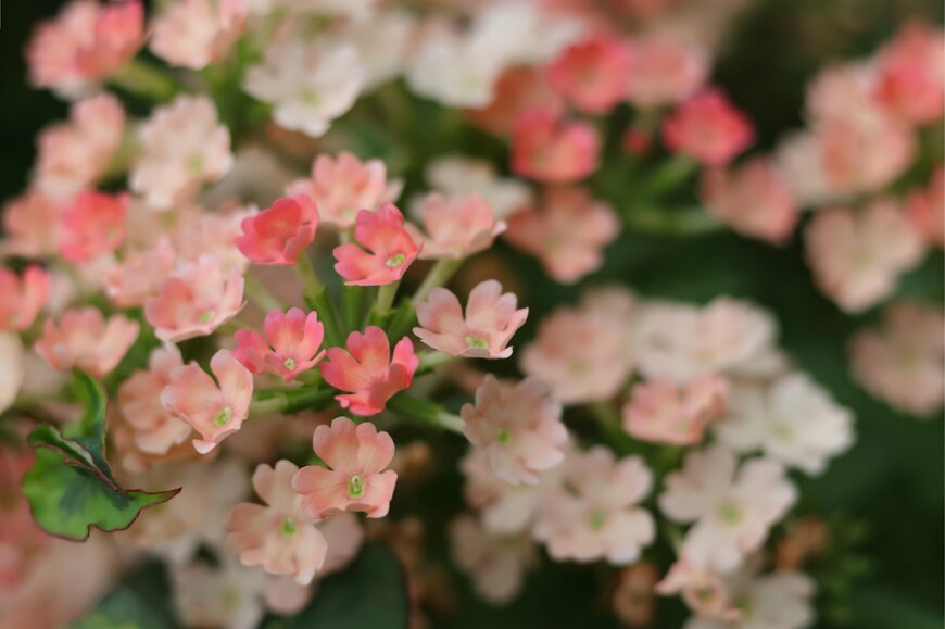 Mariia Romanyk/shutterstock.com