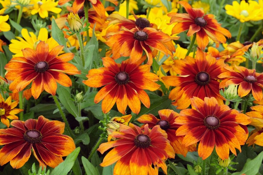 Alex Manders/shutterstock.com