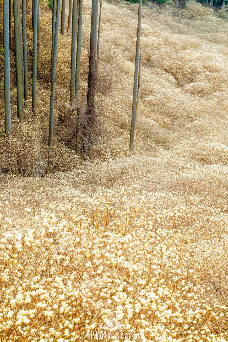 出所：@Photo_Scarlet