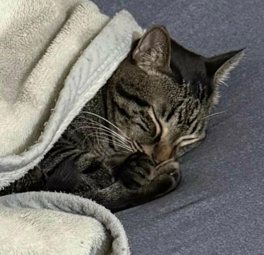 出所：@00shitemita