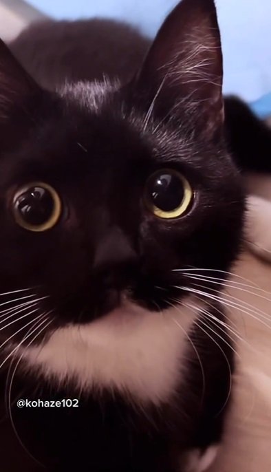 びっくり顔がかわいい元保護猫ちゃんが話題！驚いた表情のかわいさに2.7万「いいね」！
