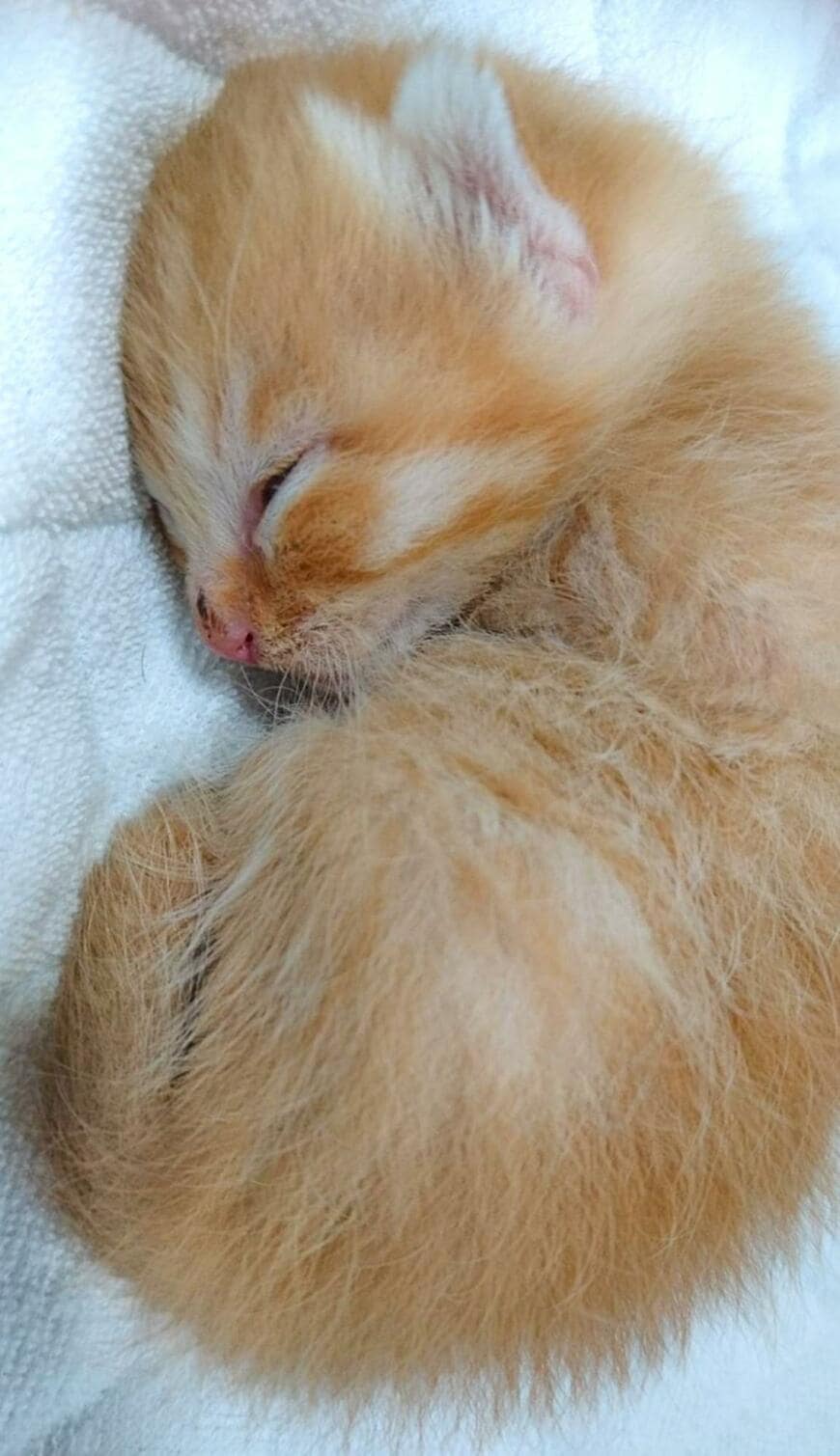 【赤ちゃん猫】→【8年後の姿】に思わず感動…「無事に過ごせたことに感謝だね」の声