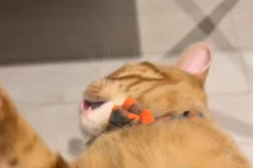 【思わず二度見】抱っこ中にじたばたする猫→突然固まってまさかの「変顔」に…謎の「顔面劇場」が話題