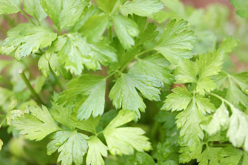 LBeddoe/Shutterstock.com