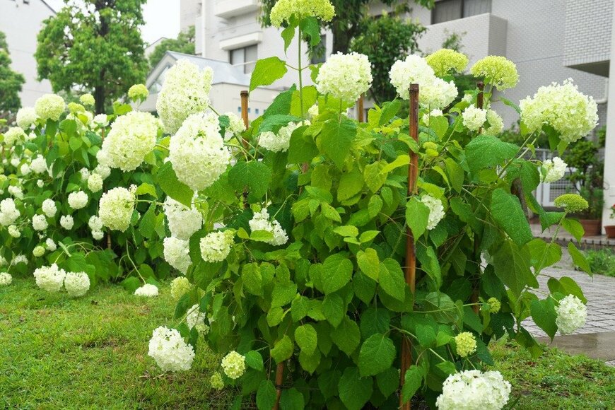 アナベル　TokioMarineLife/istockphoto.com