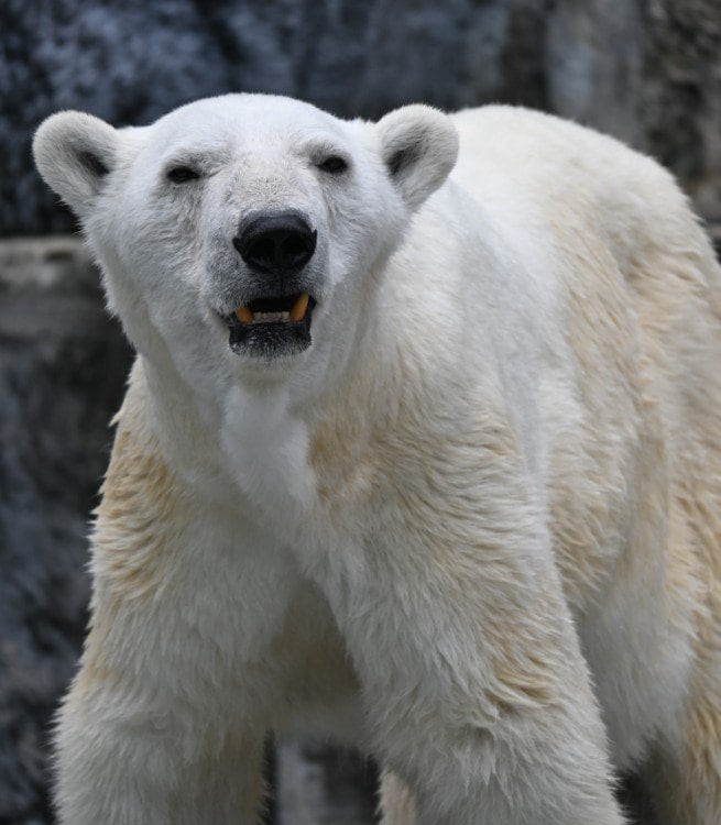 【とべ動物園】「しろくまピースのお母さん」国内最高齢のホッキョクグマ・バリーバの元気な姿に感動の声が多数（愛媛県）