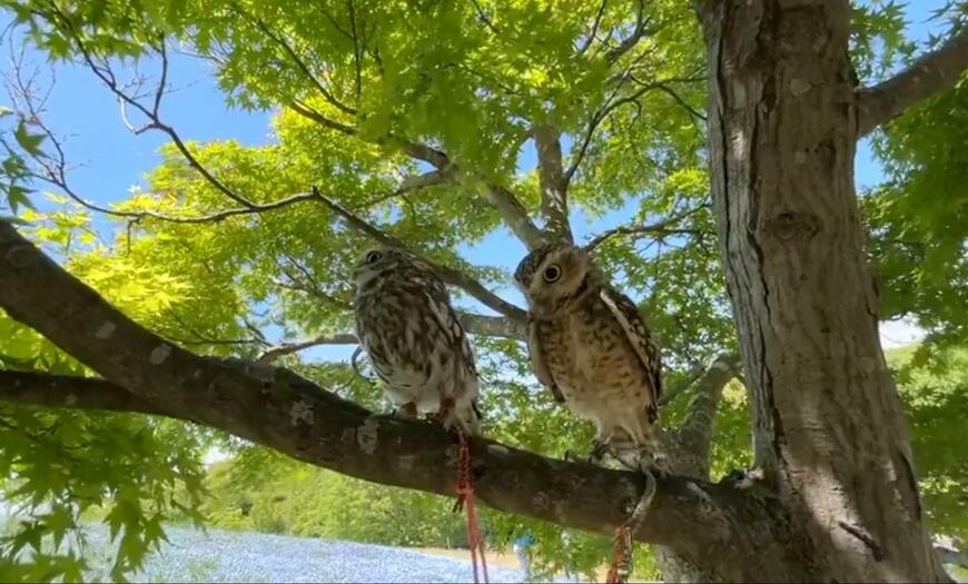 出所：@chimaki_anahori