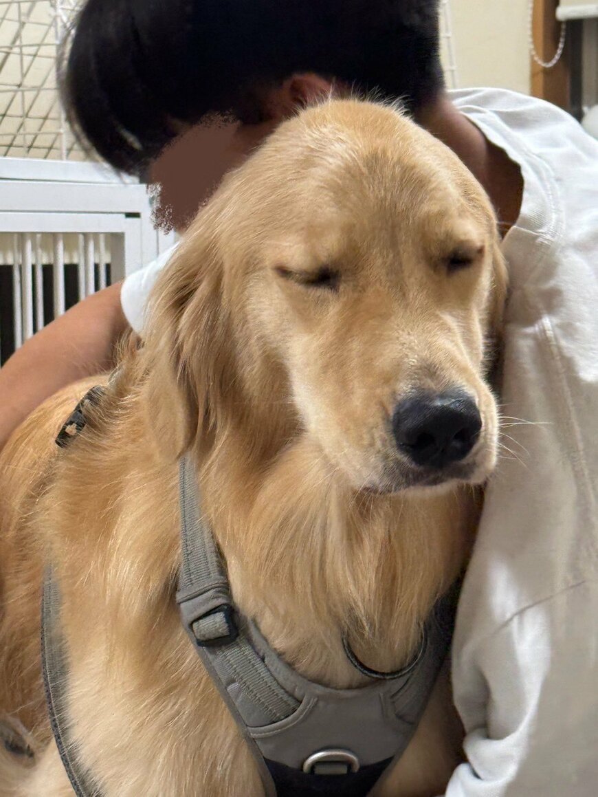 出所：@kinu_golden