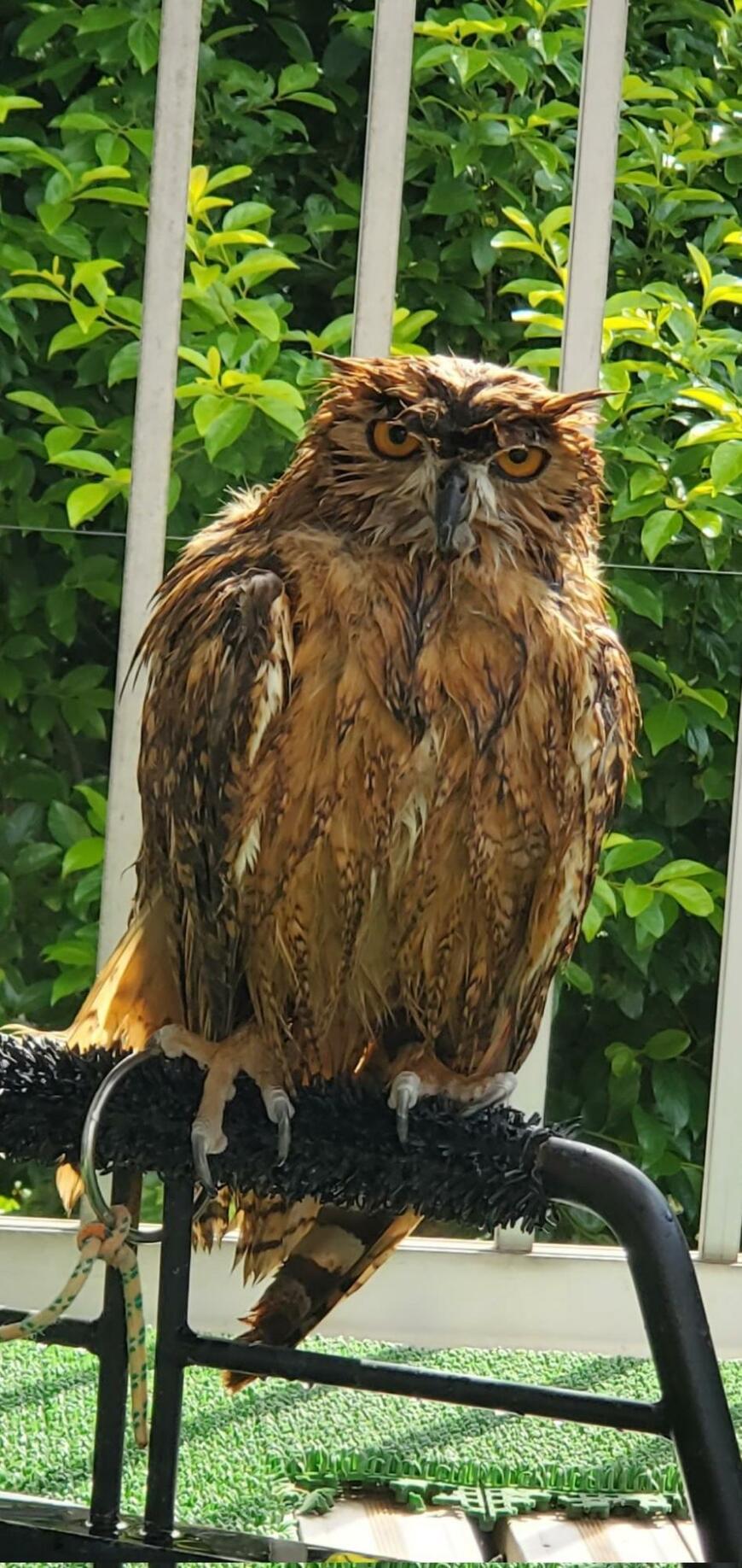 出所：@NORIKO_Rye