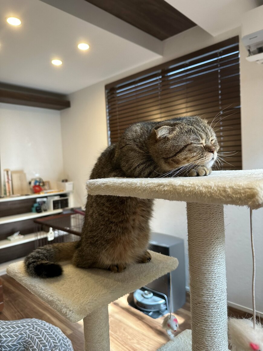 出所：@ponpokopontanu