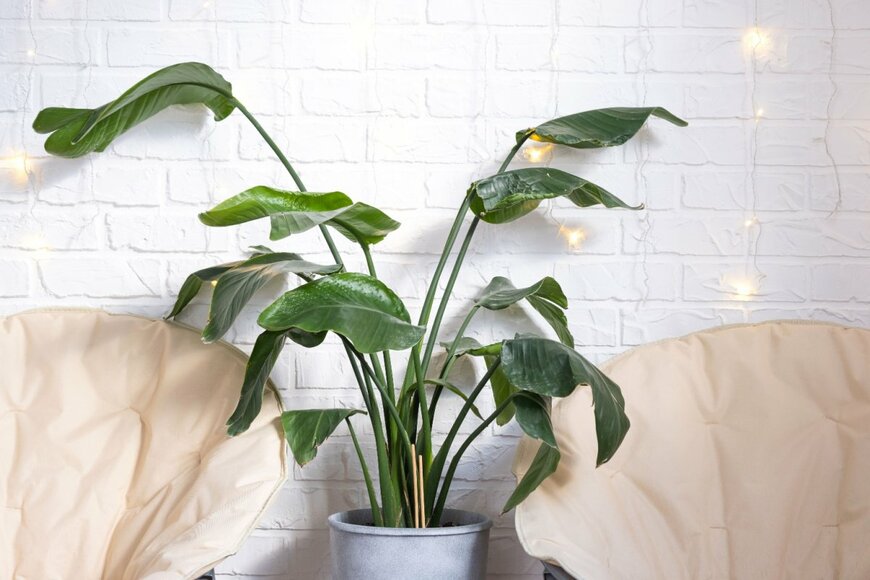                                                                Simol1407/shutterstock.com