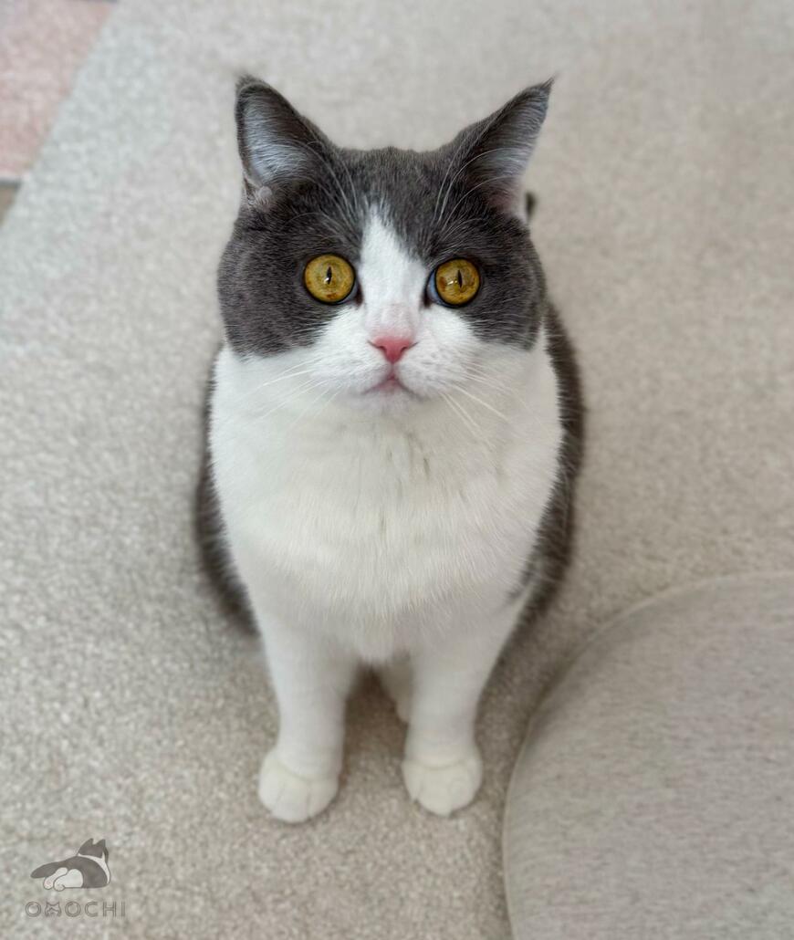 出所：@omochiomoching