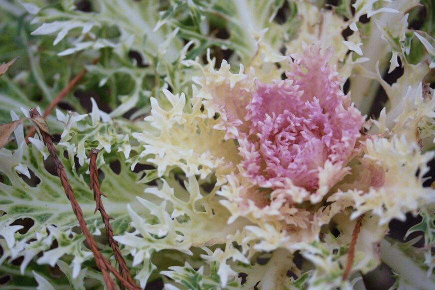 islavicek/shutterstock.com