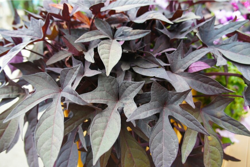 mizy/shutterstock.com