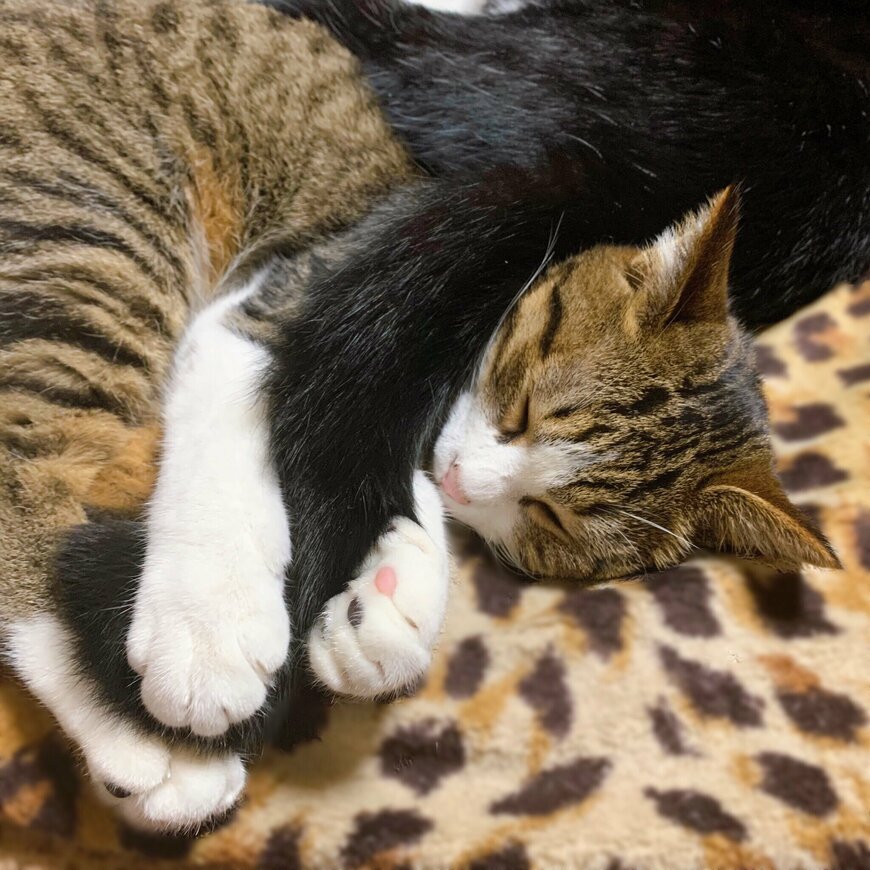 出所：@hachi_mi08