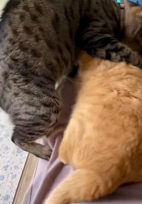 出所：@luna7taka9 