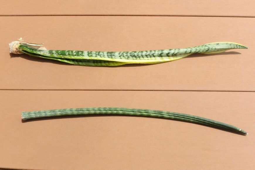 買ってよかった【ダイソー観葉植物】日陰と乾燥に強い《サンセベリア》1年半育てたビフォーアフター