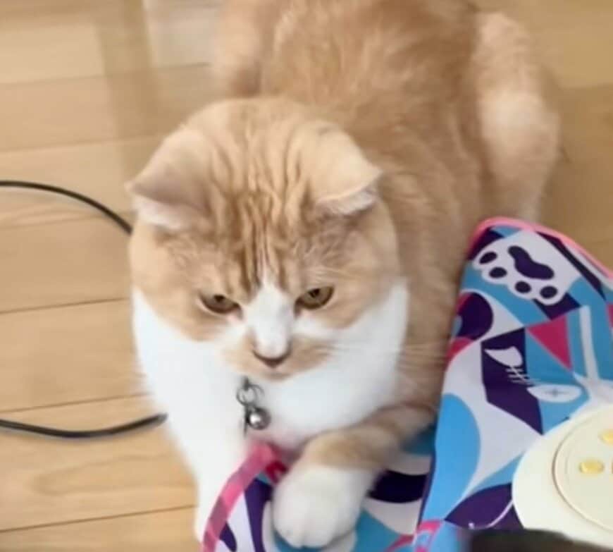 【本当に猫？】おもちゃが頭に当たった結果→“猫らしからぬ反応”に思わず目を疑う！