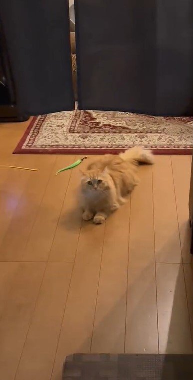 出所：@NEKOLAND13