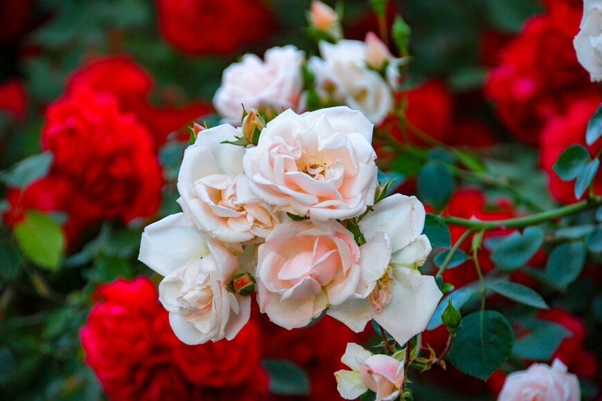 1255k/istockphoto.com