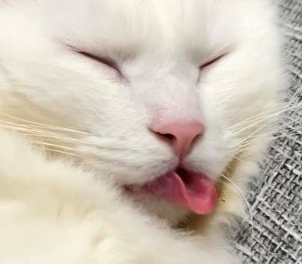 出所：@meltube_cat