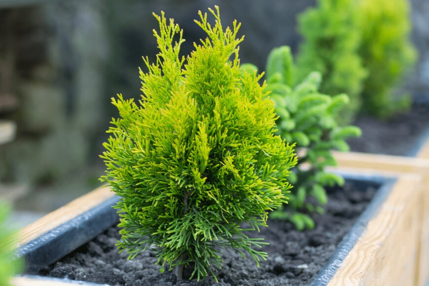 コニファー　rzoze19/shutterstock.com