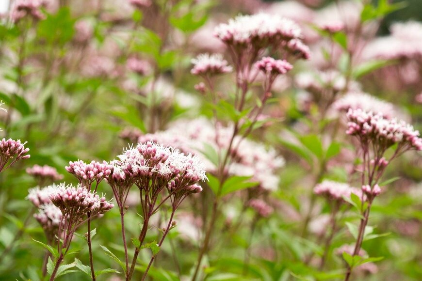 :mitsu_miya/istockphoto.com