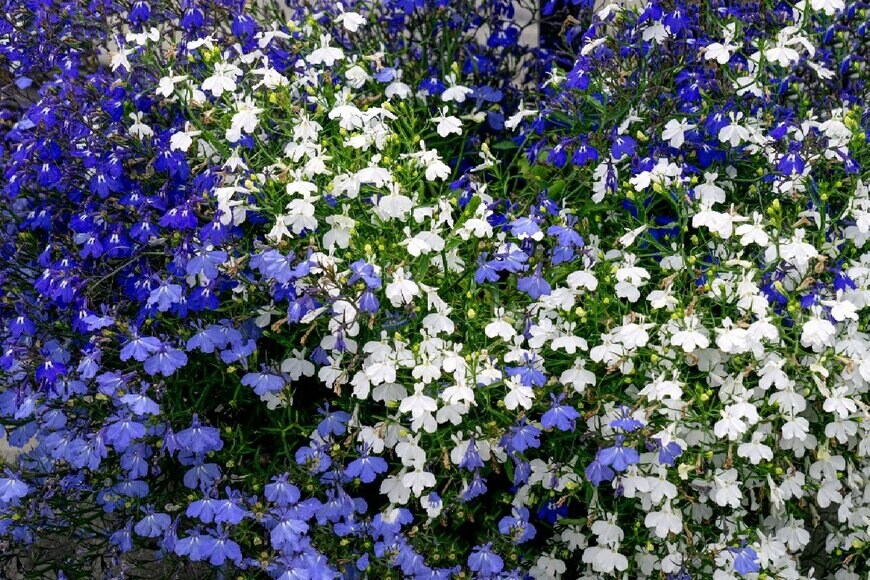 Obraz/shutterstock.com