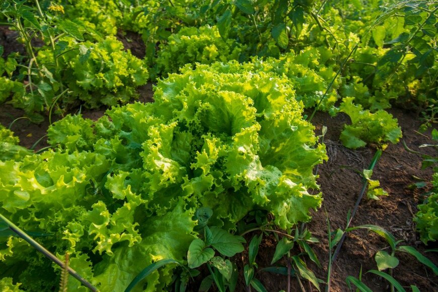 Agus Prianto/istockphoto.com