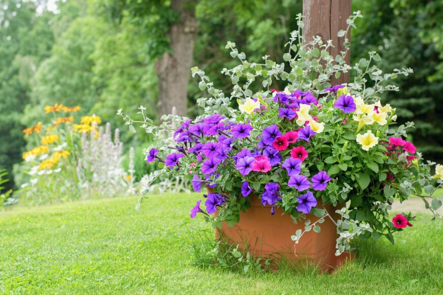 【ガーデニング】3つの植物で作る「初夏の寄せ植え」涼やかカラーでお洒落な組み合わせ！