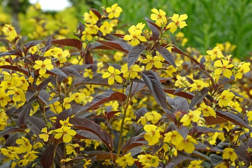 黄色い花を咲かせている、リシマキア・ファイヤークラッカー