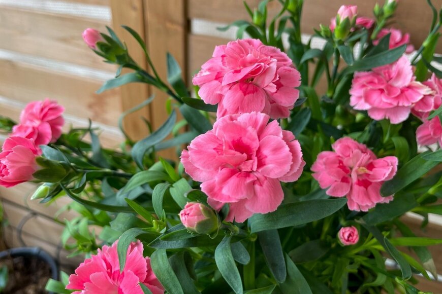 ピンクのカーネーションの花