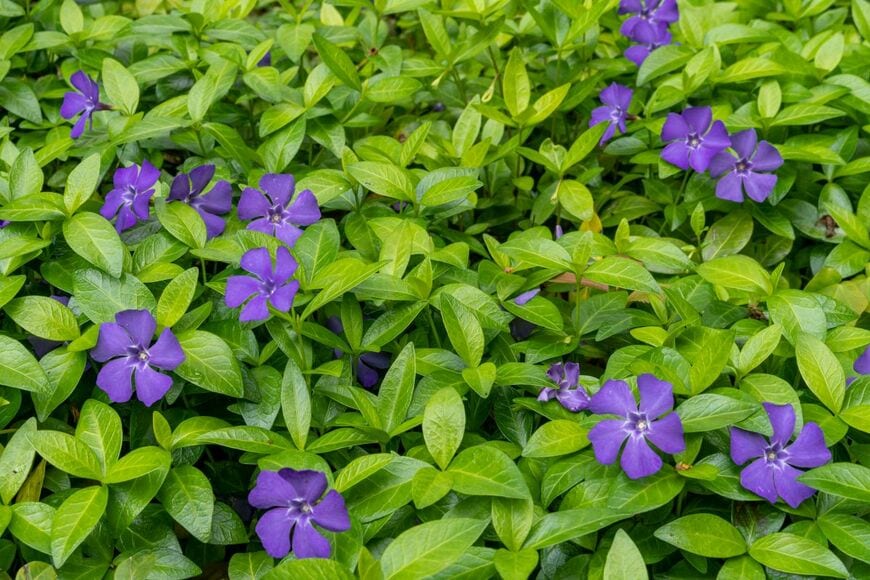 春から初夏に、青紫や白の花を咲かせる「ヒメツルニチニチソウ」