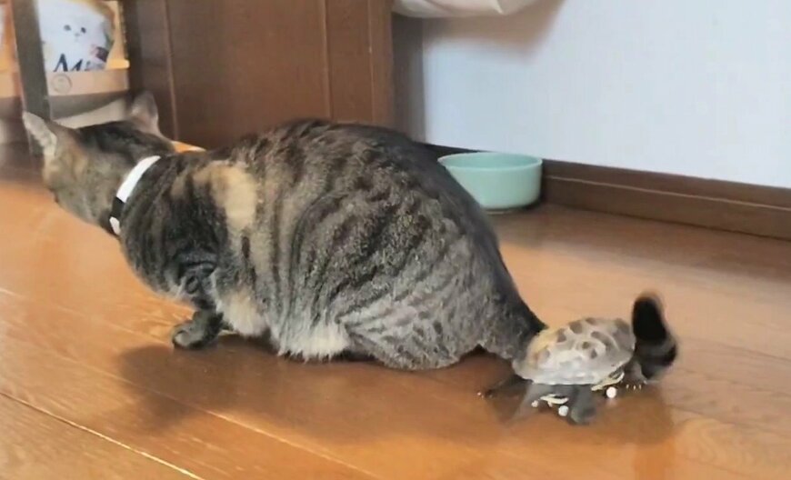 小雪ちゃんが尻尾を一振りすると…