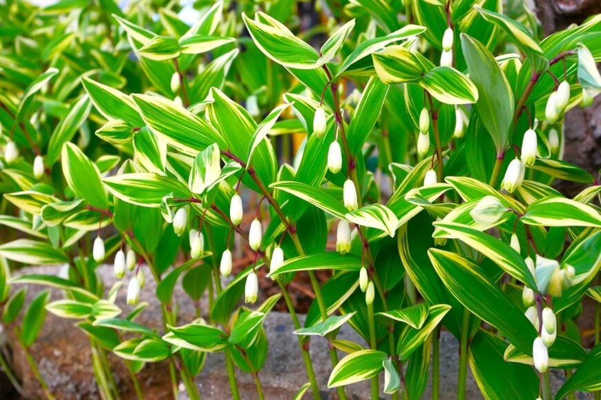 白い花が縦に連なっている、アマドコロ