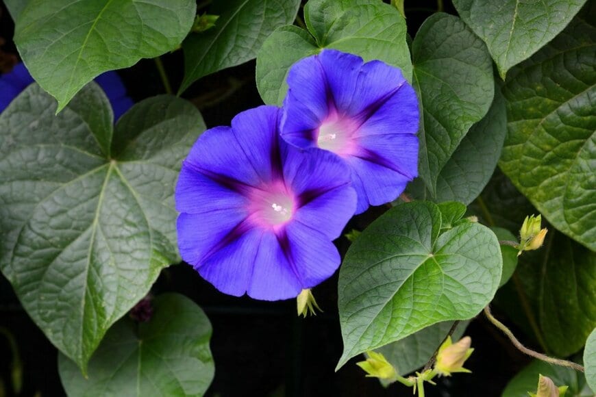 青い花を咲かせている、ノアサガオ