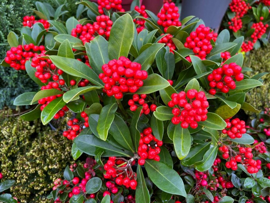 赤く丸い実をたくさんつけているスキミア