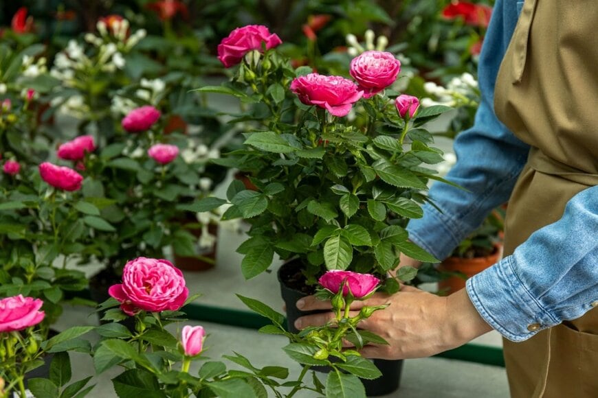 ピンク色の花を咲かせているバラの鉢植え