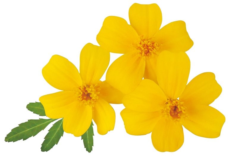 出所:PROVEN WINNERS(R) タゲテス ゴールドメダル