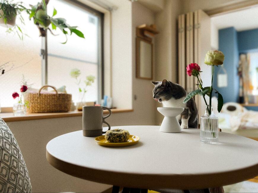 テーブルと猫