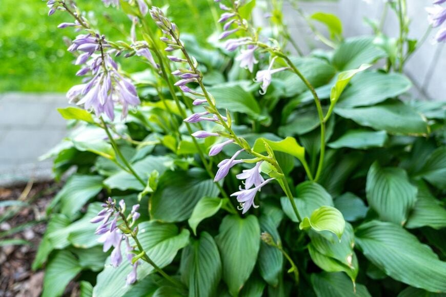 うす紫色の花を咲かせている、ギボウシ