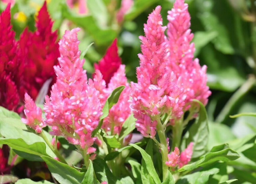 ピンクや赤の花を咲かせている、ケイトウ