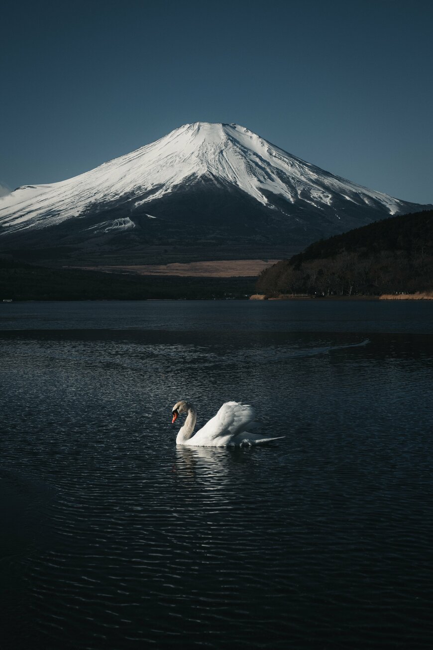 富士山の積雪と白鳥が映える一枚