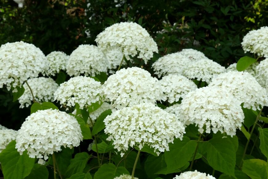 透明感のある白い花が美しい「アナベル」
