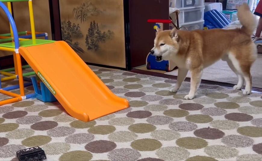 ドローンに吠える犬