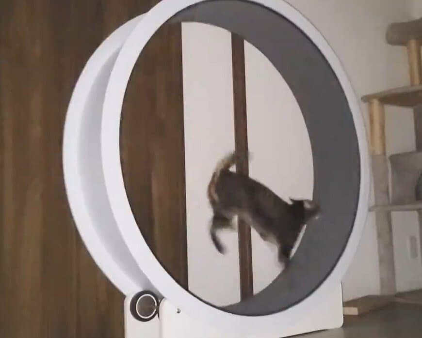 ダッシュのスピードがとんでもない猫