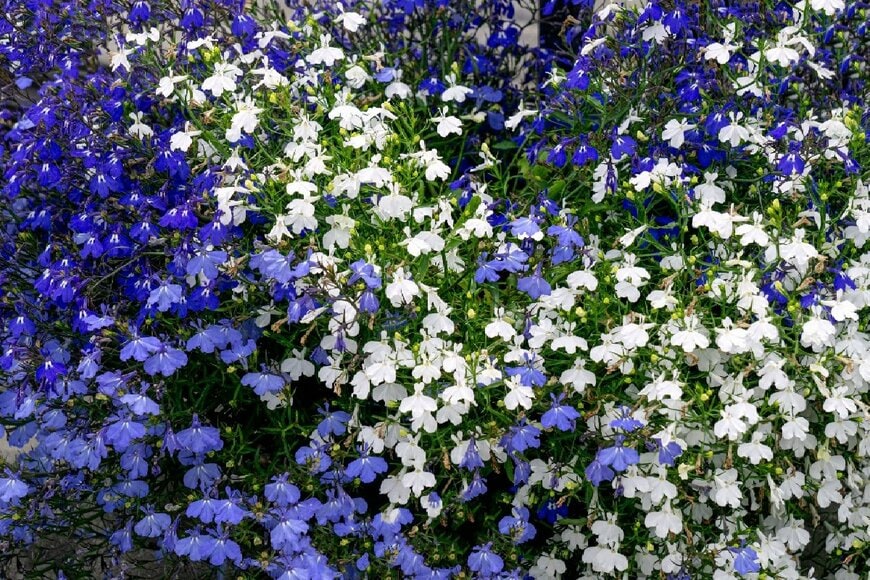 青と白のロベリア