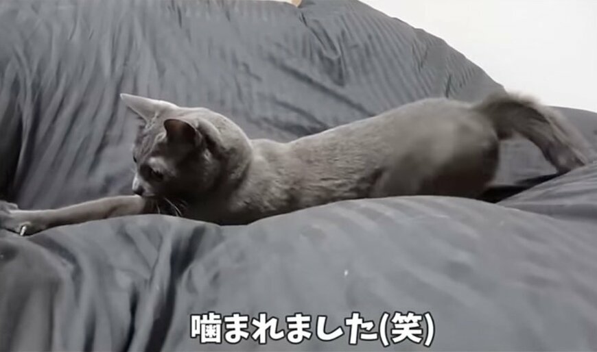 布団の上で遊ぶ猫