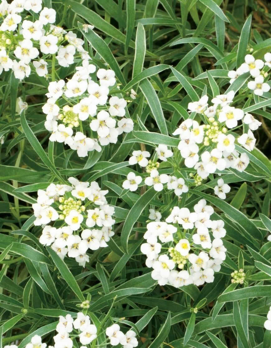 白い小花を咲かせているスーパーアリッサム